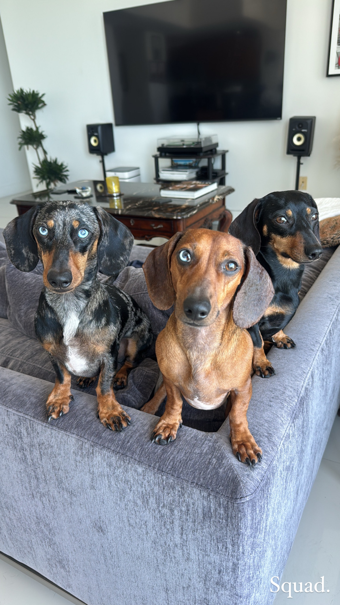 The squad - our two dachshunds