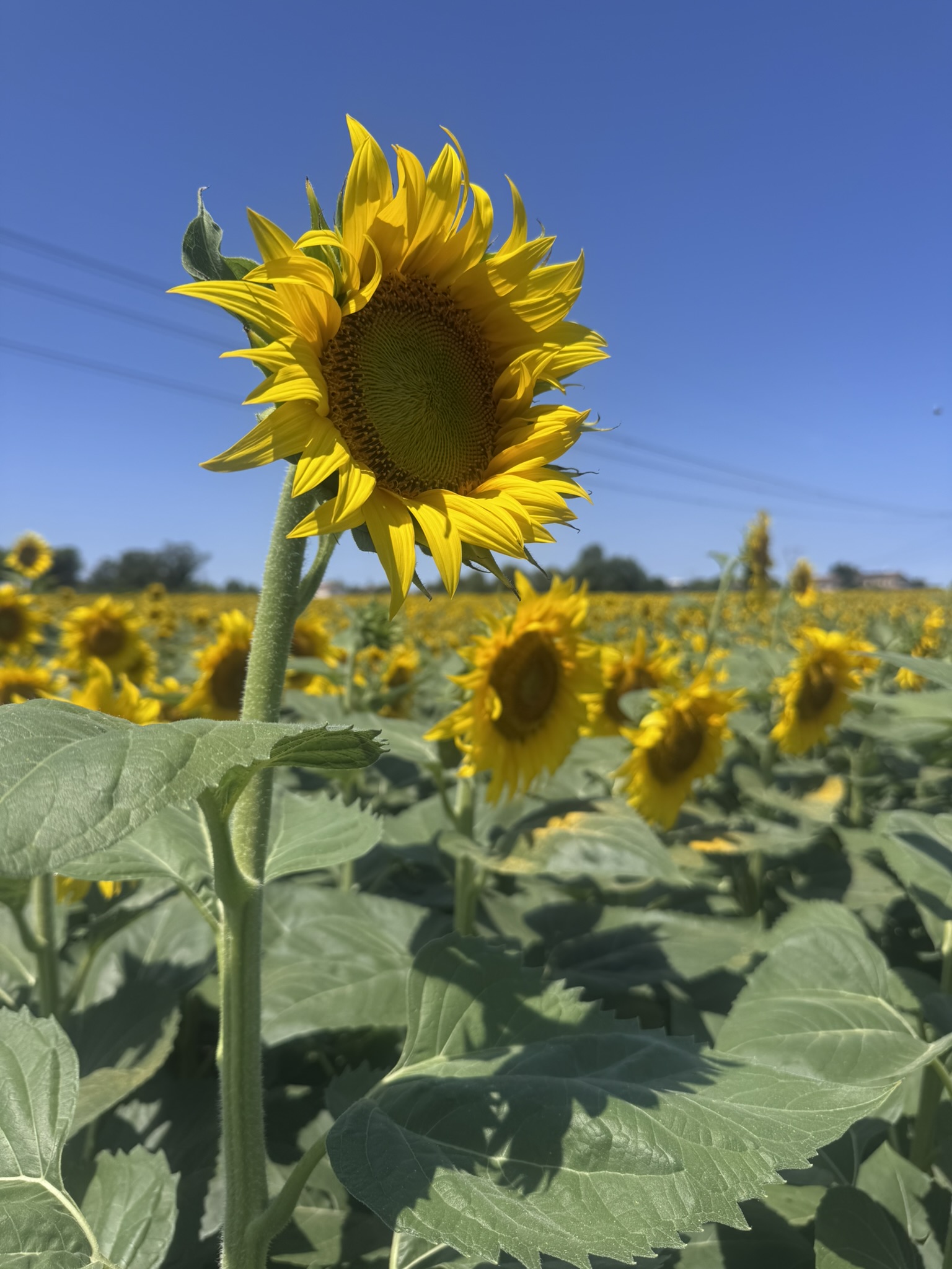 A sunflower up close